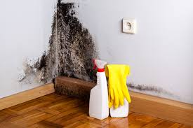 Best Attic Mold Removal  in Wooster, OH